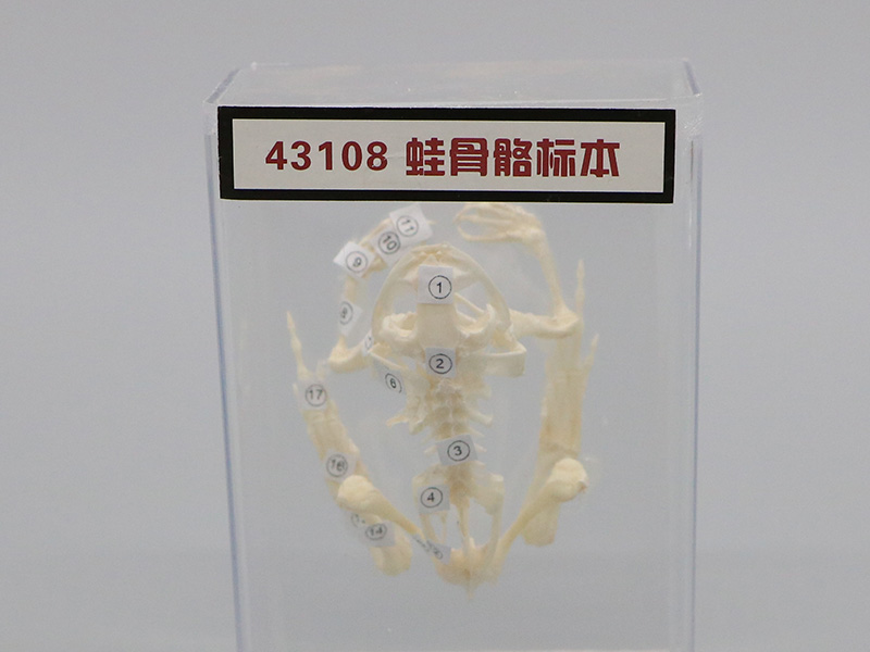 蛙骨骼标本2.jpg
