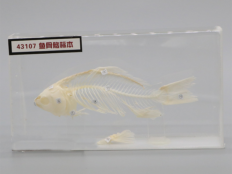 鱼骨骼标本2.jpg