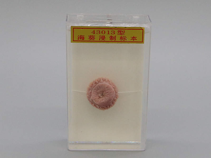 海葵浸制标本1.jpg
